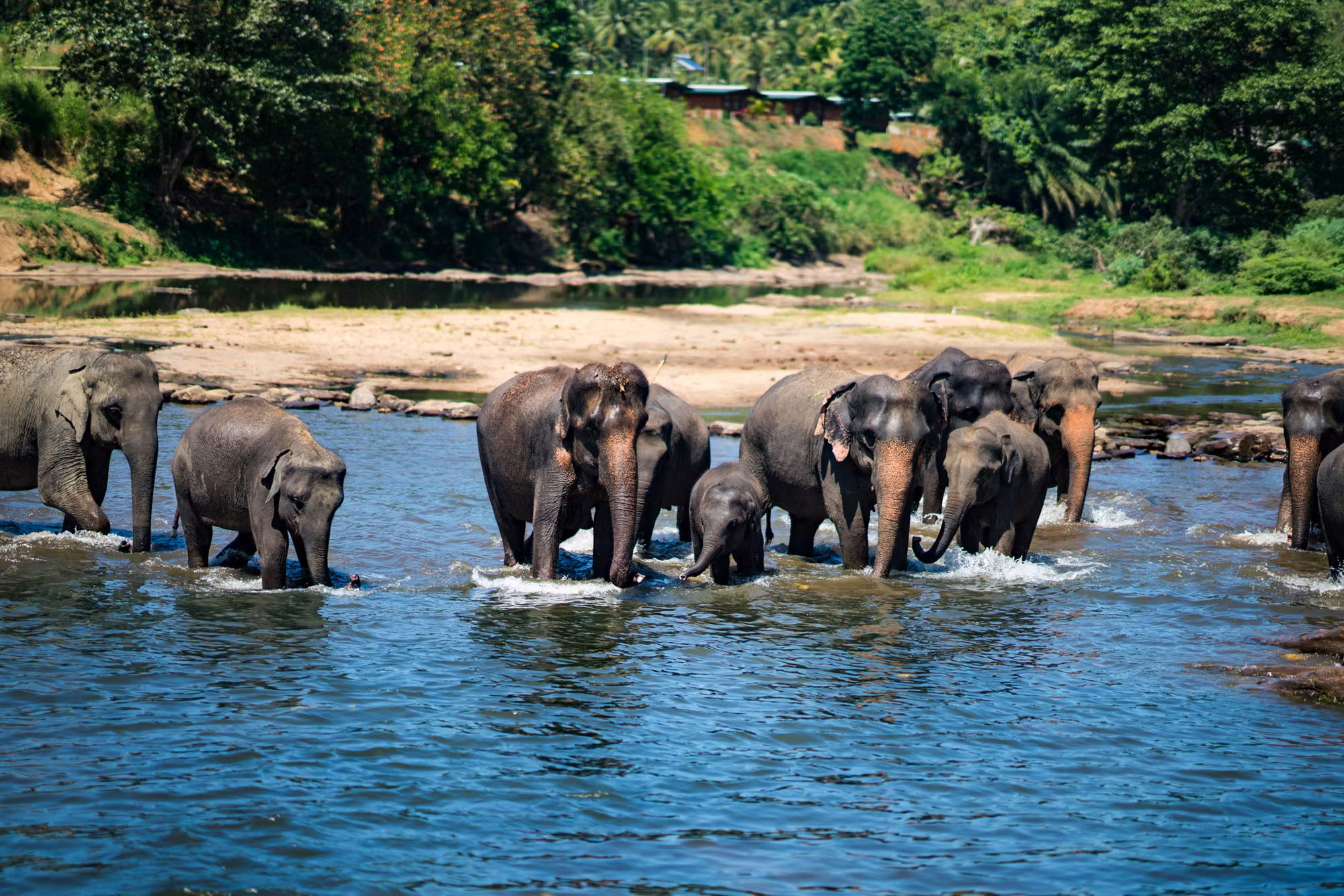 Scenic Sri Lankan landscape